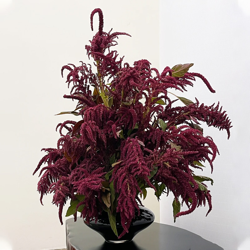 直米红米鲜花花期长鲜切配花