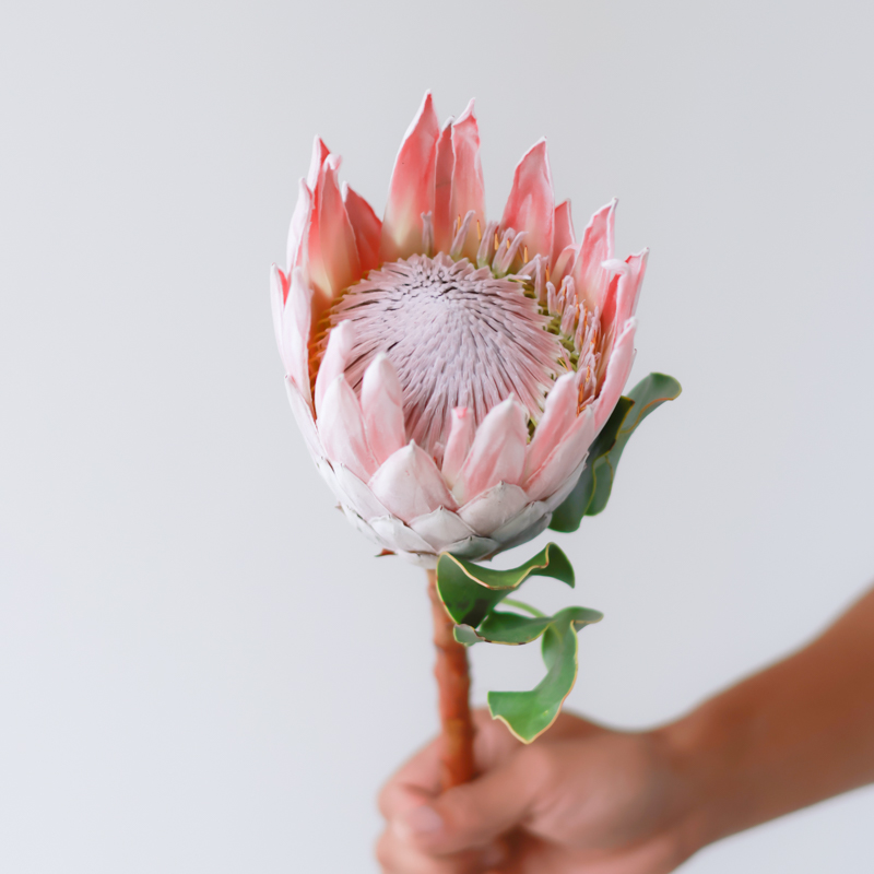 南非粉帝王花鲜花云南直发室内水培插花进口花材新娘手捧花鲜切花