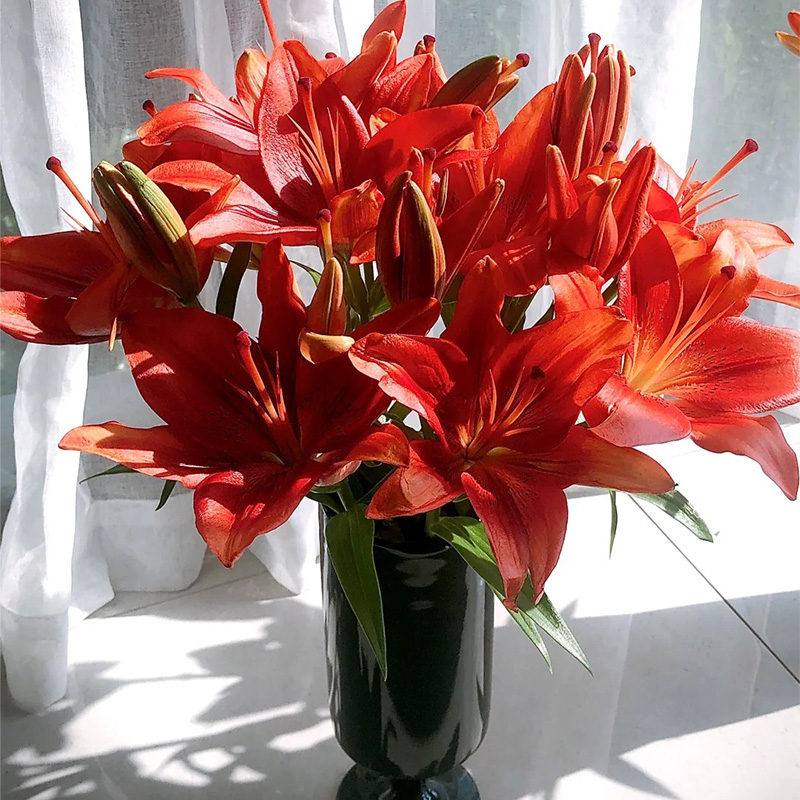 红宝石亚百合鲜花云南直发插花