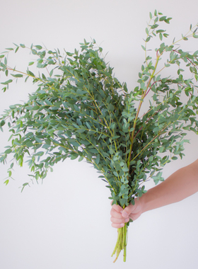 细叶尤加利叶鲜花云南直发室内插花配花配草水培绿植鲜切花桉树叶