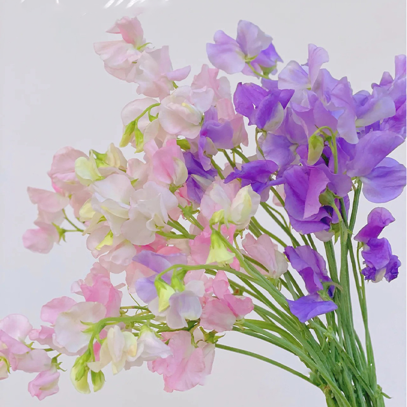 香豌豆花鲜花云南直发客厅装饰
