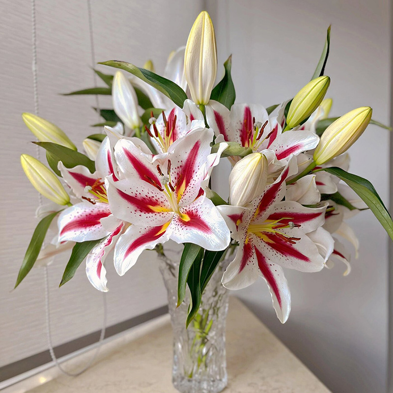 笑脸香水百合花水养插花鲜切花