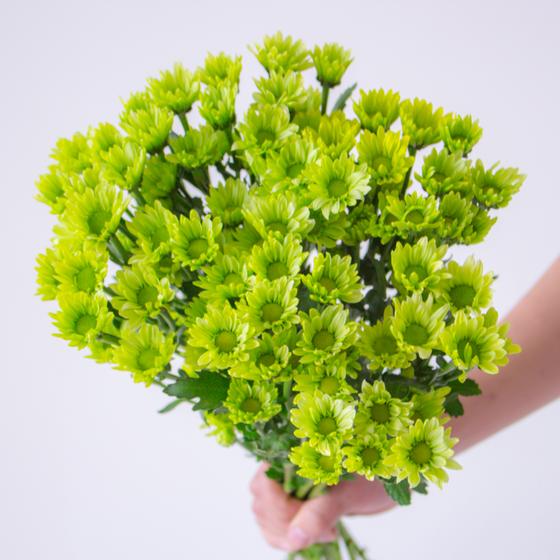 绿精灵小雏菊鲜花稀有品种