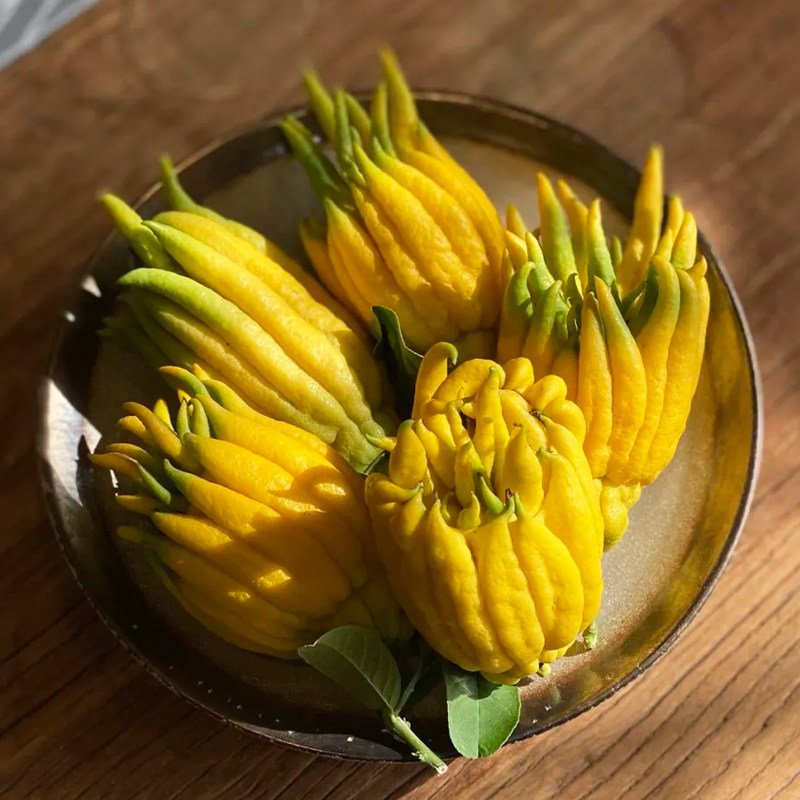 佛手柑鲜果水培带枝鲜花云南直发鲜切枝佛手干插花水养摆件佛手果