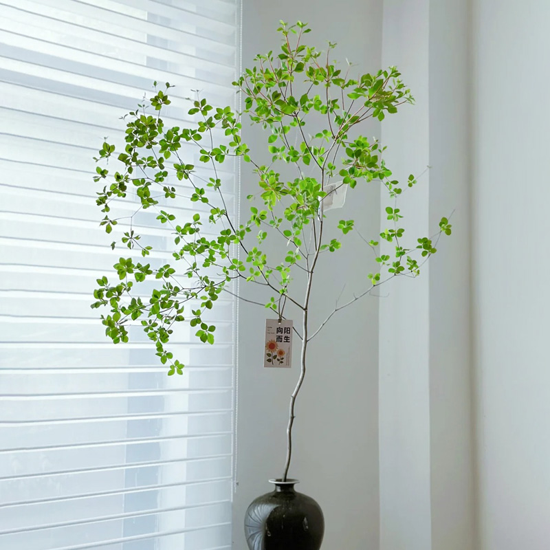 日本吊钟绿植真树鲜切云南直发进口花材水培植物客厅鲜切枝马醉木-封面