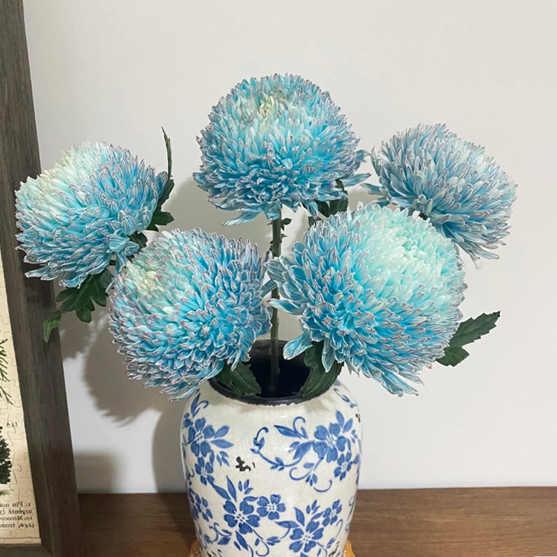 青花瓷牡丹菊鲜花云南基地直发鲜切花插花蓝色菊花花束花期超长