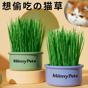 猫草盆栽种植小麦子土培盒育苗盘懒人猫薄荷幼猫咪化毛草零食用品