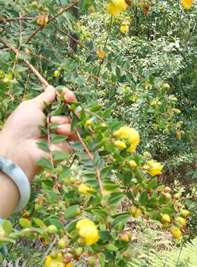 云南深山金丝梅芒种花栽秧花土连翘连翘清涼泡水
