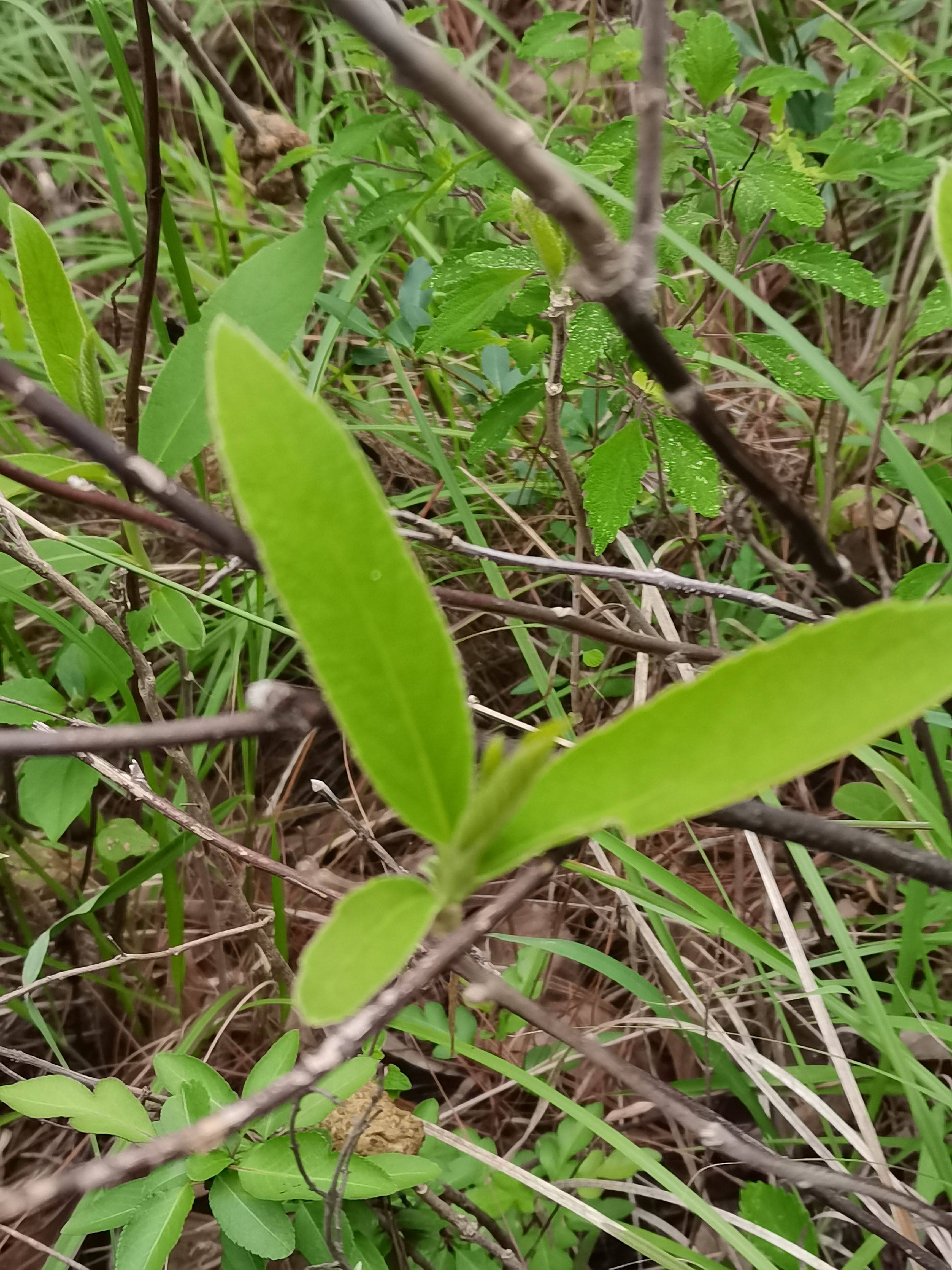云南深山过饥草白毛将军面风根兔子耳羊耳菊,白毛将军树