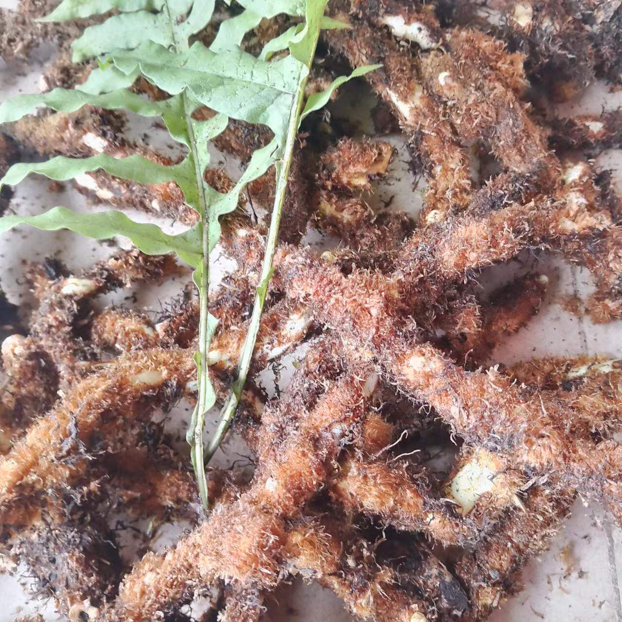 骨碎补毛姜爬岩姜石岩姜新鲜云南深山接骨姜煲汤泡酒