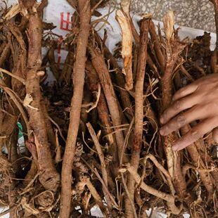 新鲜红皮小叶纯千斤拔干货千金拔一条根吊马桩金牛尾