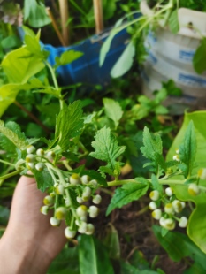 鱼眼草地胡椒草星宿草小馒头草当季鲜货云南深山地胡椒草现采现发
