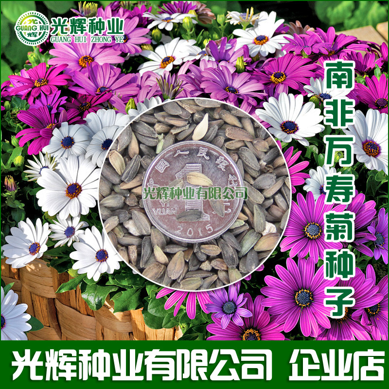 南非万寿菊种子蓝目菊非洲菊花种子耐寒景观园林庭院花卉四季易播