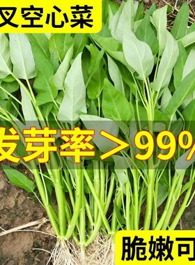 三叉空心菜种籽四季阳台种植蔬菜种子孑水培大叶通心菜籽耐热菜苗