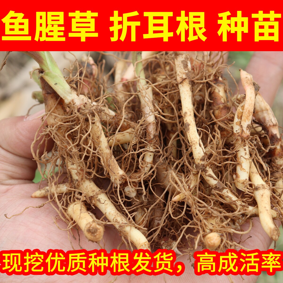 鱼腥草种子种苗四季盆栽种根折耳根种子苗家庭园艺阳台种植