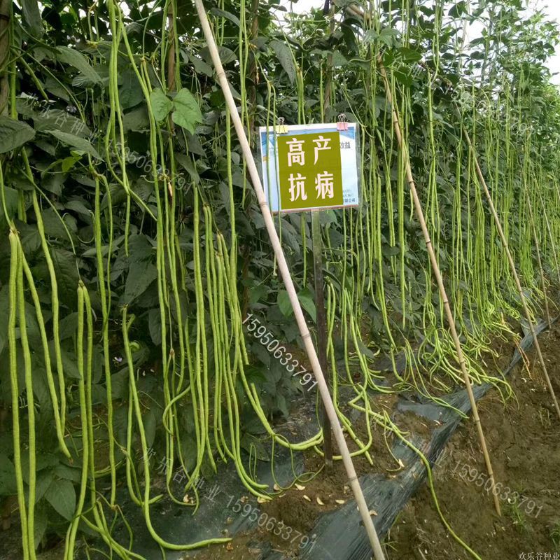 蔬菜春季高产种苗长豆角
