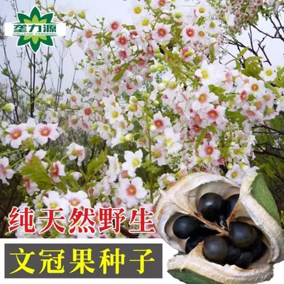千华百魅春夏好种易活绿化