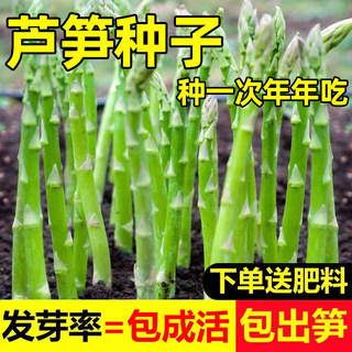 四季芦笋种籽盆栽嫩绿芦笋种子芦笋根苗种植春秋庭院蔬菜种孑