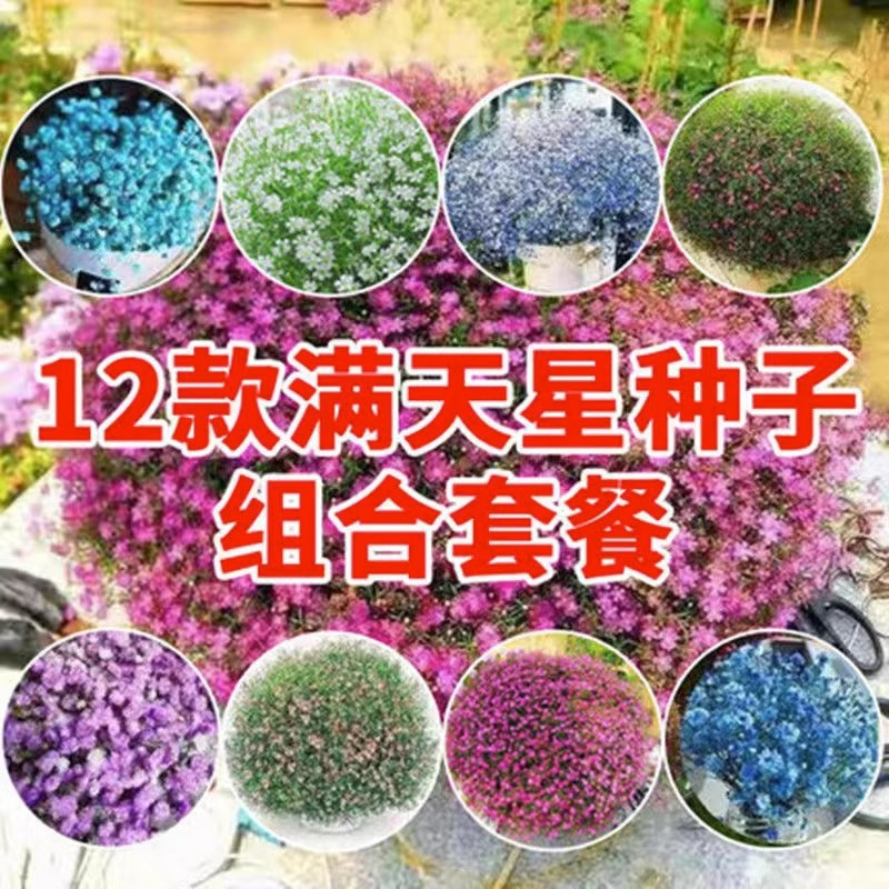 春季秋满天满天星种孑盆