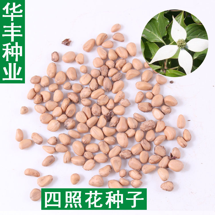 花木种子四照花种子 花卉种子 林木种子园林种子