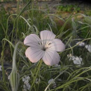 【花种子】一年生 石竹科 大花麦仙翁  浅樱花色 樱贝 阳台室外
