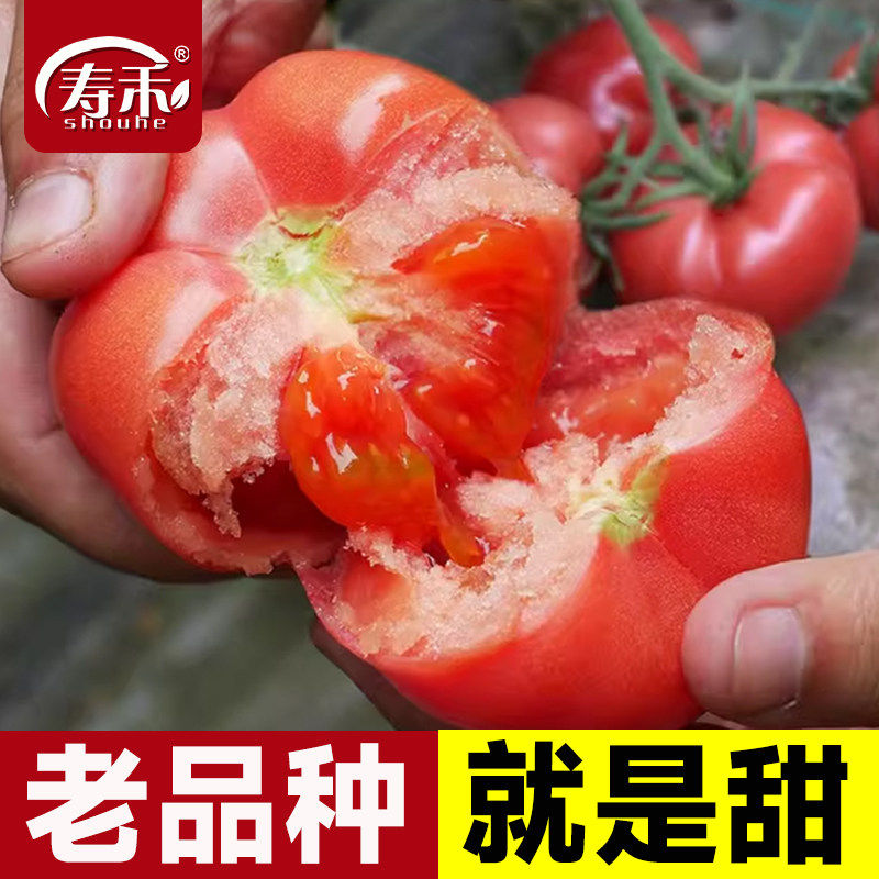 普罗旺斯西红柿种子种籽苗秧孑水果夏季种的菜种番茄菜苗大全秧苗,鲜花速递/花卉仿真/绿植园艺,家庭园艺种子,淘宝优惠券,粉丝福利购,淘宝优惠卷