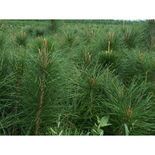 油松种子林木树种松树种子短叶松短叶马尾松红皮松东北黑松