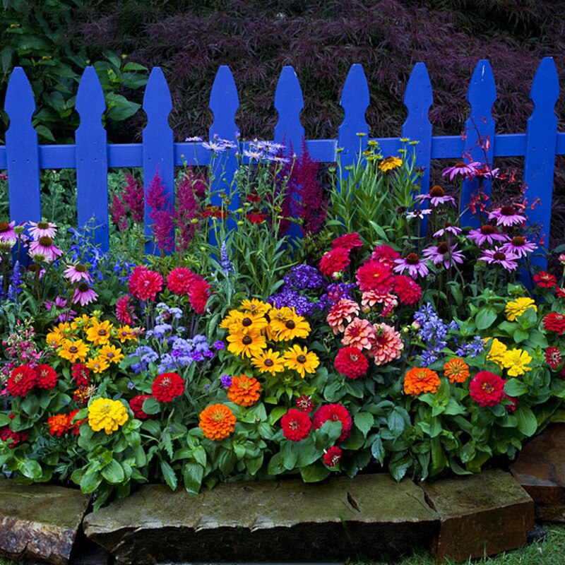 多年生野花组合种子四季播种开花草花花卉籽易活波斯菊百日草花海