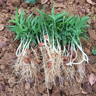 毛桃小苗毛桃实生苗嫁接各种桃树 李树 杏树 西梅等果树砧木苗