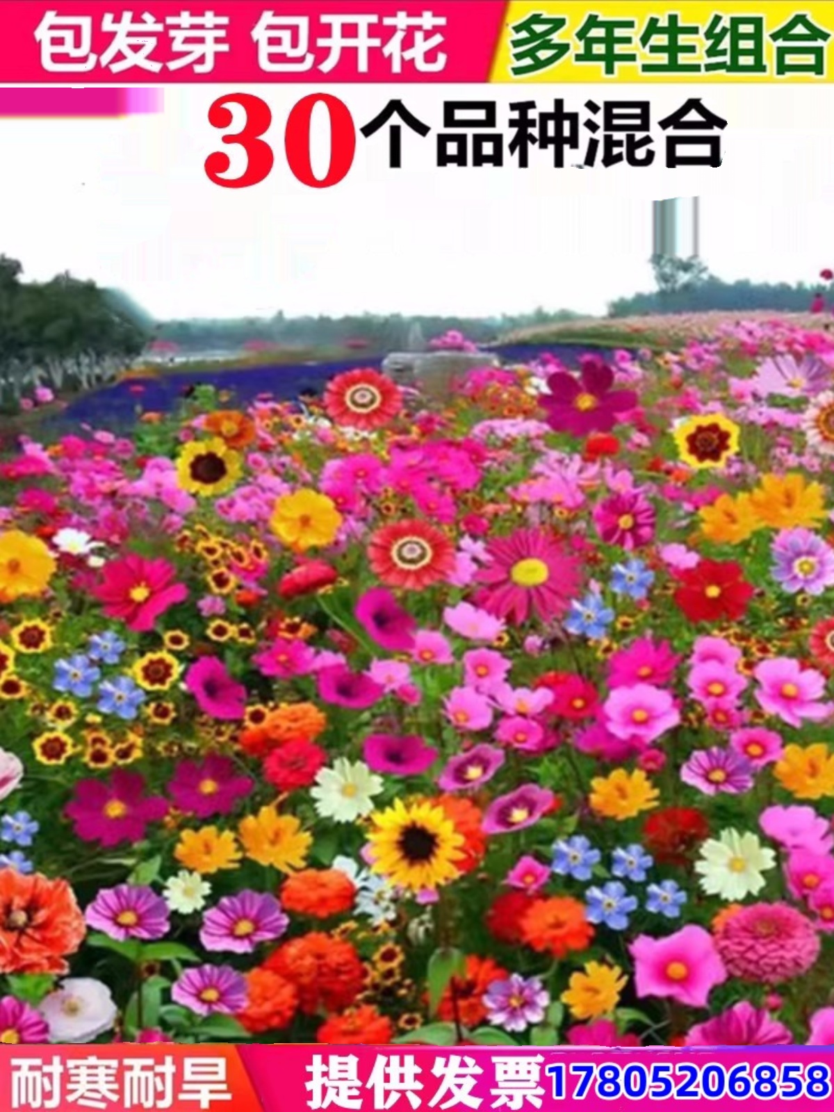 四季开花野组野组合种子波