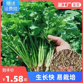 香菜种子大全农家盆栽苗大叶芫荽种籽四季食用香菜籽蔬菜种籽种孑