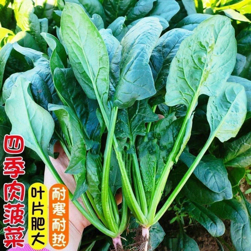 四季大叶菠菜种子红根农家小叶菠菜种子耐寒家庭阳台庭院盆栽蔬菜,鲜花速递/花卉仿真/绿植园艺,家庭园艺种子,淘宝优惠券,粉丝福利购,淘宝优惠卷