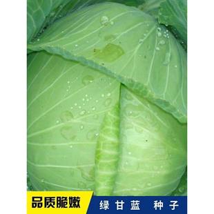 绿甘蓝种子高产四季播种包心卷心包菜籽种植农家庭院田园蔬菜种子