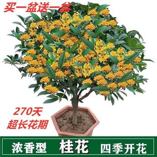 桂花树种子盆栽客厅庭院浓香型盆景室内外绿植花卉好养