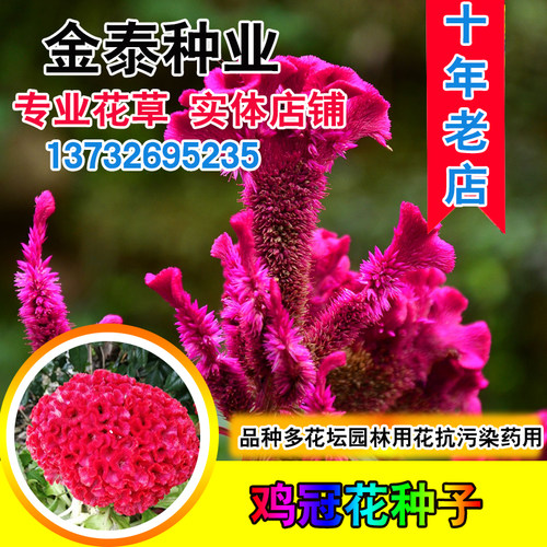 白色庭院室外耐旱易活鸡冠花种子