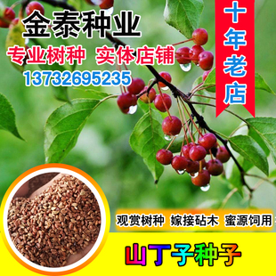 山丁子种子林荆子山定子嫁接苹果优良赏价蜜源品种山荆子林木种籽