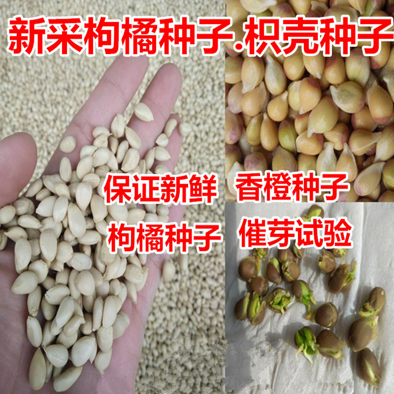 枸橘种子小叶香橙四川红桔柠檬嫁接柑桔沙糖桔沃柑脐橙积壳枳壳籽