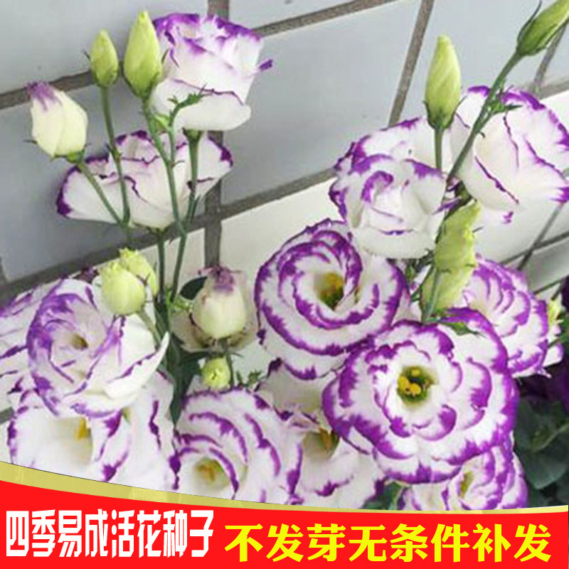 洋桔梗种子四季种易活室内盆栽花卉草籽室内外开花植物花种子大全