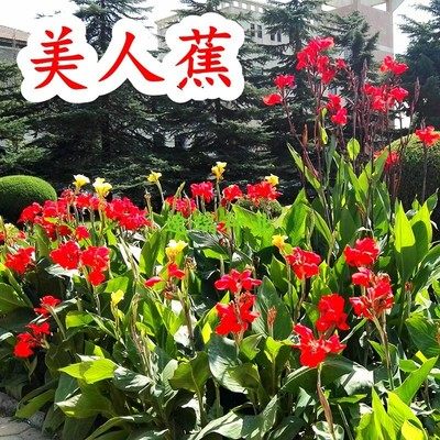 花友春季夏季好种易活美观