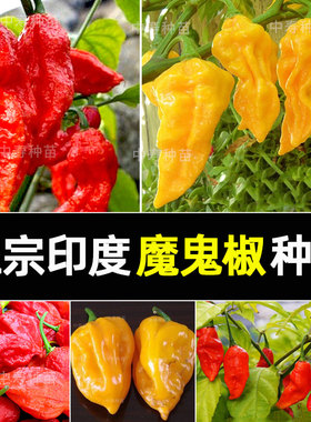 魔鬼椒超辣王辣椒种籽子孑特辣变态辣涮涮辣印度正品魔鬼辣椒种子