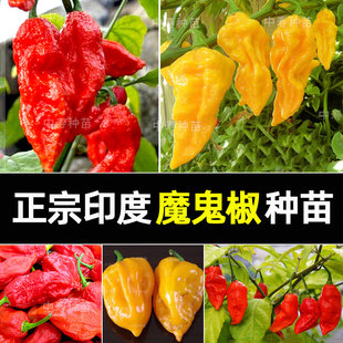 魔鬼椒超辣王辣椒种籽子孑特辣变态辣涮涮辣印度正品魔鬼辣椒种子