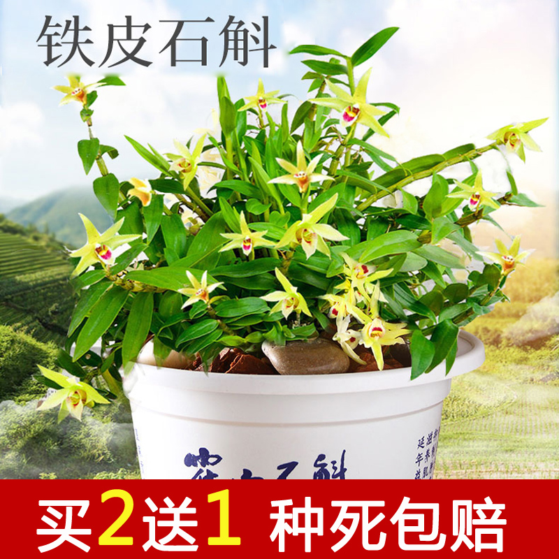 霍山铁皮石斛盆景苗4年米斛鲜条枫斗室内净化空气办公室绿植花卉