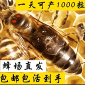 中蜂种蜜蜂王新开产王笼蜂产卵王双色阿坝仓王处女王老王包活巢础