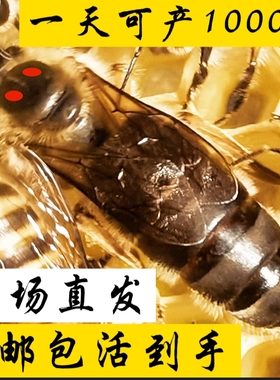 中蜂种蜜蜂王新开产王笼蜂产卵王双色阿坝仓王处女王老王包活巢础