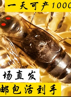 金坝王产卵王繁殖快高产耐热抗寒