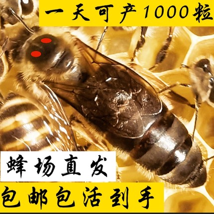 中蜂种蜜蜂王新开产王笼蜂产卵王双色阿坝仓王处女王老王包活巢础