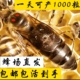 中蜂种蜜蜂王新开产王笼蜂产卵王双色阿坝仓王处女王老王包活巢础