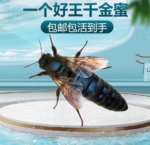 中蜂种蜂王高产活体产卵新开产王处女老王双色纯阿坝仓王红环优质