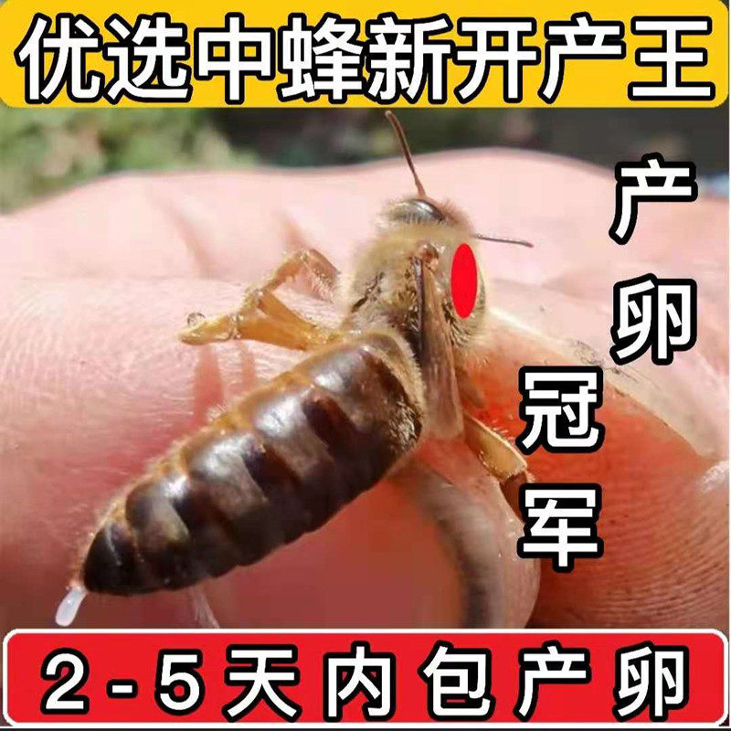 中蜂种蜜蜂王新开产王笼蜂产卵王双色阿坝仓王处女王老王包活金坝