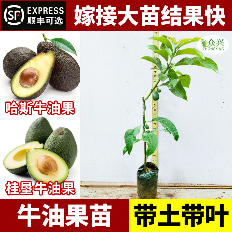 牛油果树苗哈斯牛油果桂垦牛油果苗易护理四季可种植好养